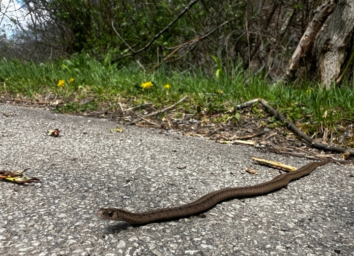 Dekay's Brown Snake